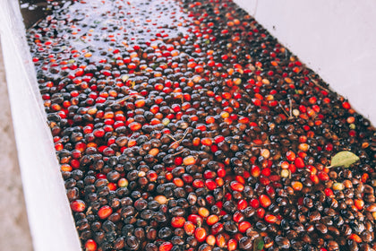 Decaffeinated