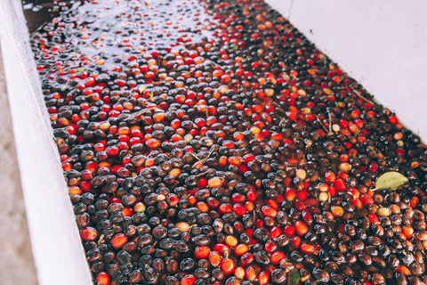 Decaffeinated