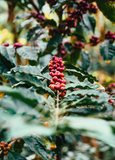 Single Origin Sampler (6)